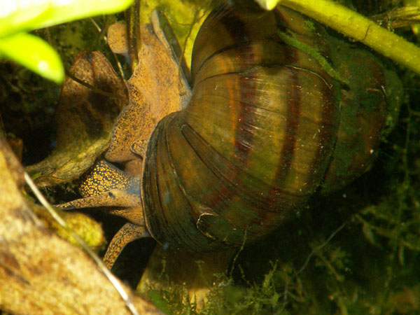 Строение семенника Lithoglyphus naticoides