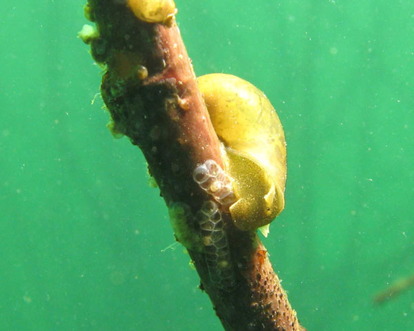 Строение семяпровода Lithoglyphus naticoides