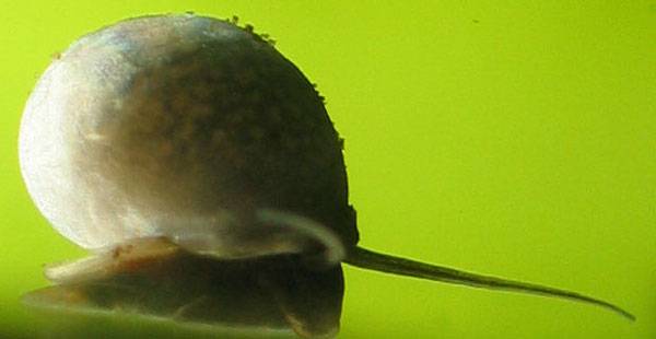 Функциональная морфология женской половой системы Lithoglyphus naticoides (С. Pfeiffer, 1828)