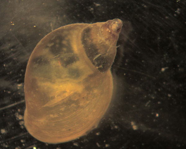 Яйцевод Lithoglyphus naticoides Яйцевод Lithoglyphus naticoides