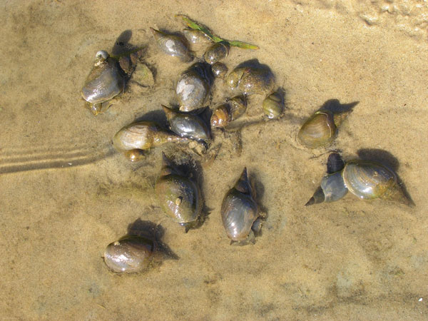 Семяприемник Lithoglyphus naticoides