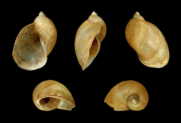 Капсульная железа Lithoglyphus naticoides