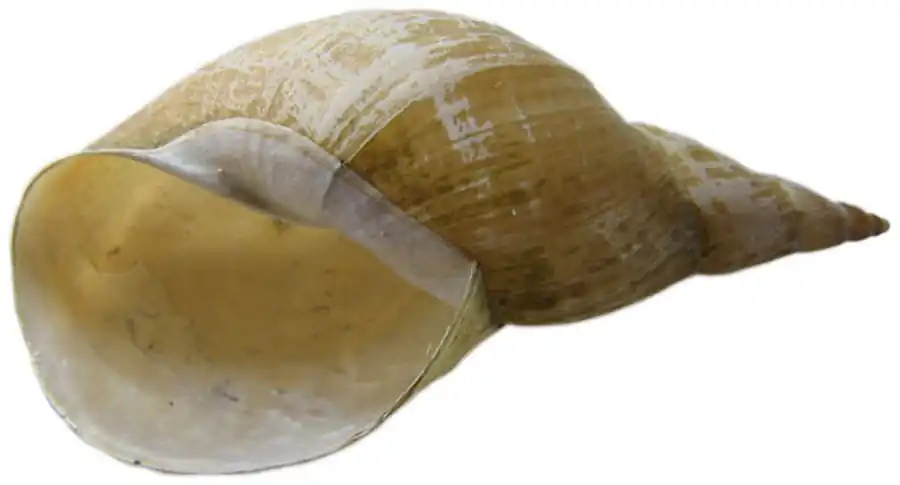 Строение капсульной железы Lithoglyphus naticoides