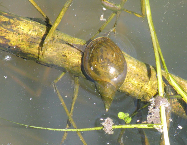 Субэпителиальные железы Lithoglyphus naticoides