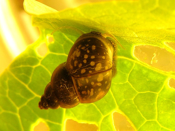 Строение семяпровода Bithynia tentaculata