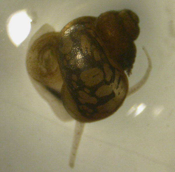 Строение простаты Bithynia tentaculata