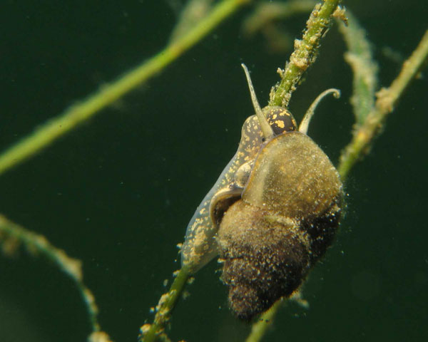 Морфология копулятивного аппарата Bithynia tentaculata