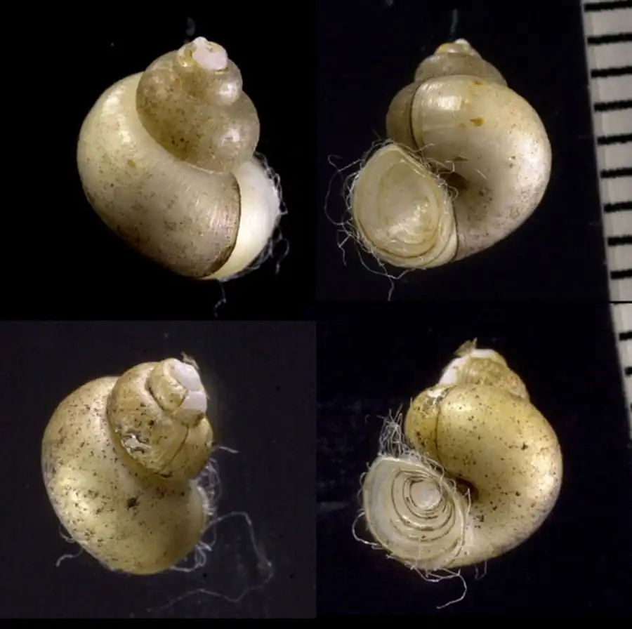 Гонодукт и овидукт Bithynia tentaculata