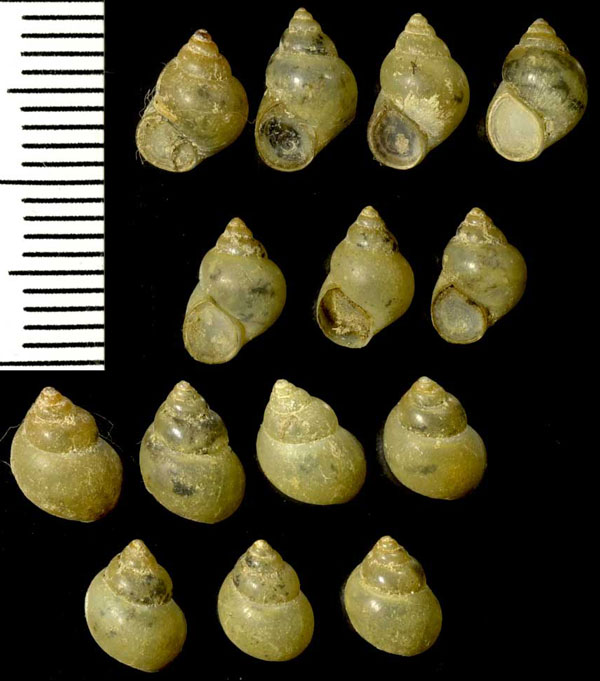 Строение овидукта Bithynia tentaculata