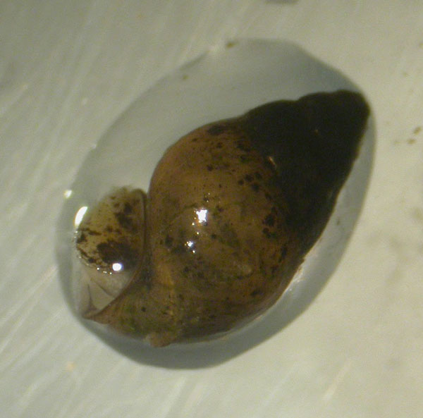 Строение половых желез Bithynia tentaculata