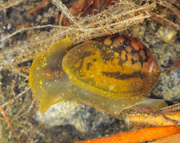Кладки различных видов Bithyniidae