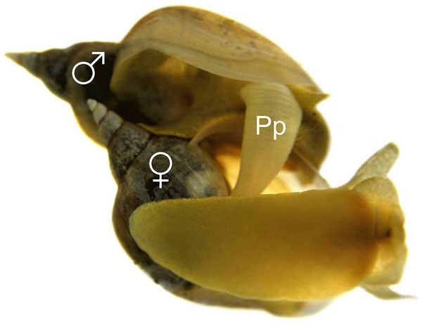 Яйцевые капсулы моллюсков Bithyniidae