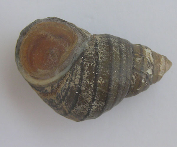 Морфология яйцевых капсул моллюсков семейства Viviparidae