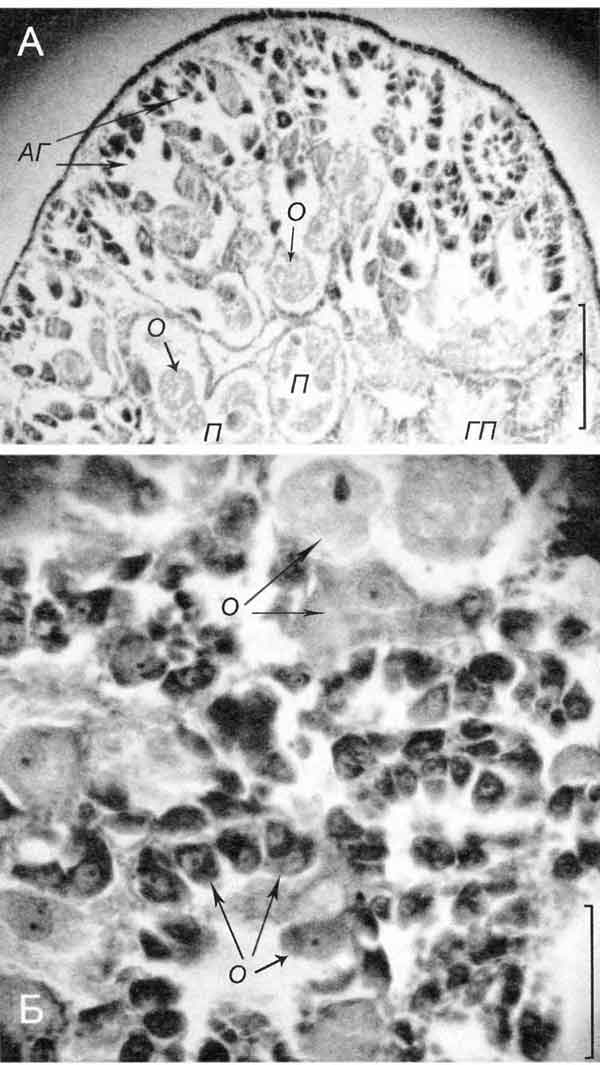 Theodoxus fluviatilis Theodoxus fluviatilis
