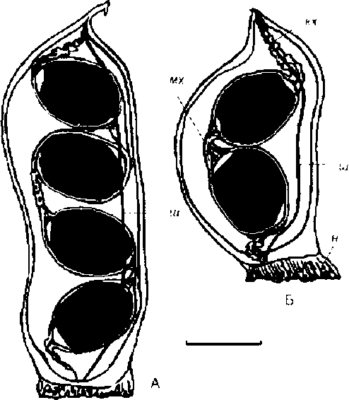 Valvata cristata (Muller): синкапсулы (вид сбоку)