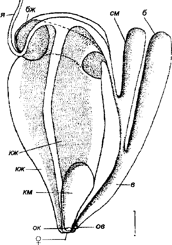 Theodoxus fluviatilis (Linnaeus)