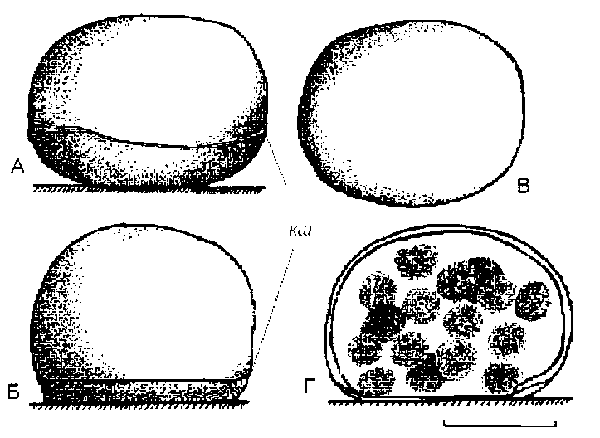 Яйцевые капсулы Theodoxus fluviatilis