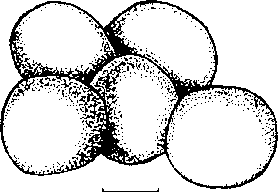 Theodoxus fluviatilis (Linnaeus)