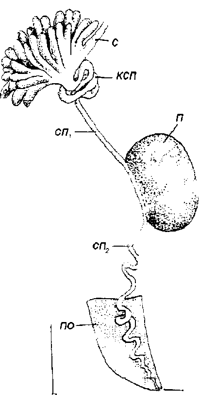 Lythoglyphus naticoides