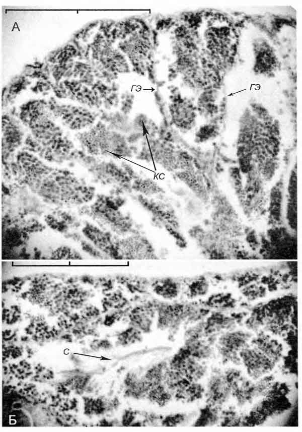 Lithoglyphus naticoides