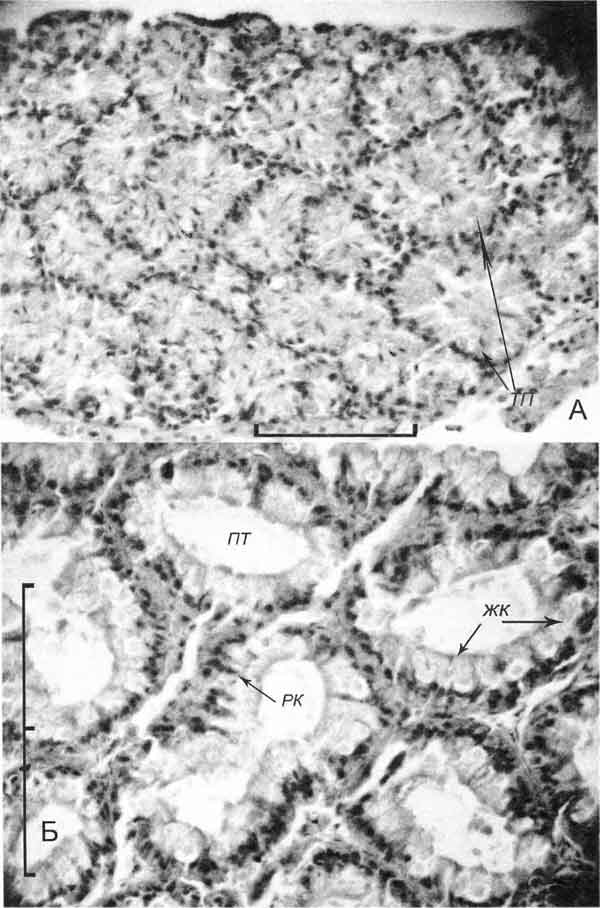 Lithoglyphus naticoides