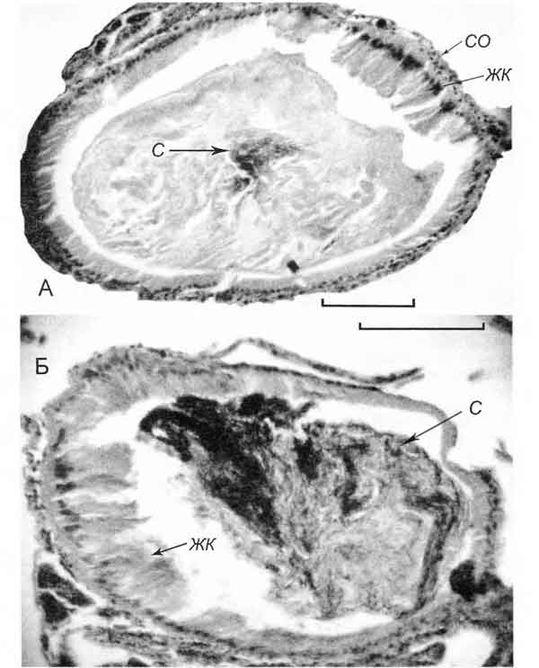 Lithoglyphus naticoides