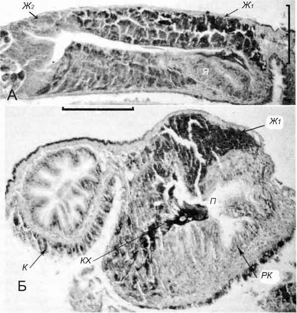 Lithoglyphus naticoides