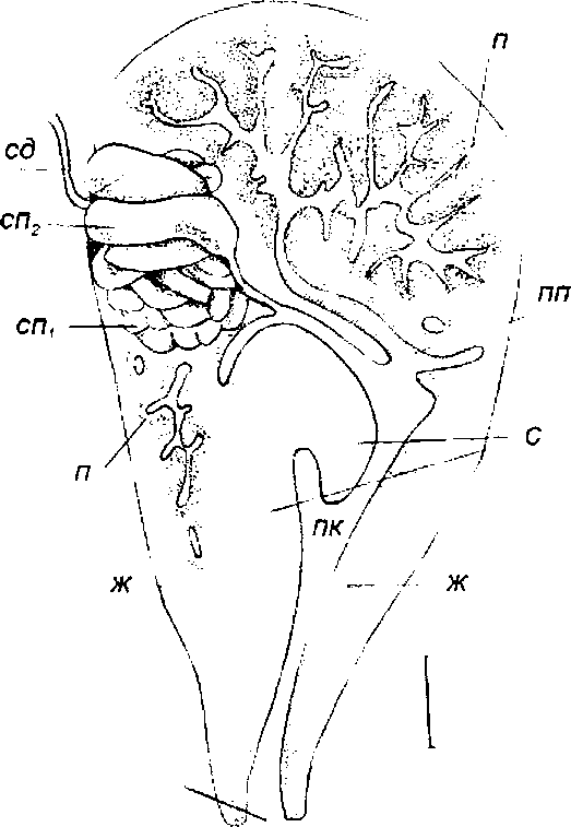 Theodoxus fluviatilis (Linnaeus)
