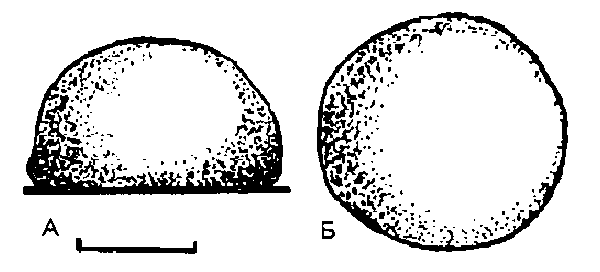 Lithoglyphus naticoides