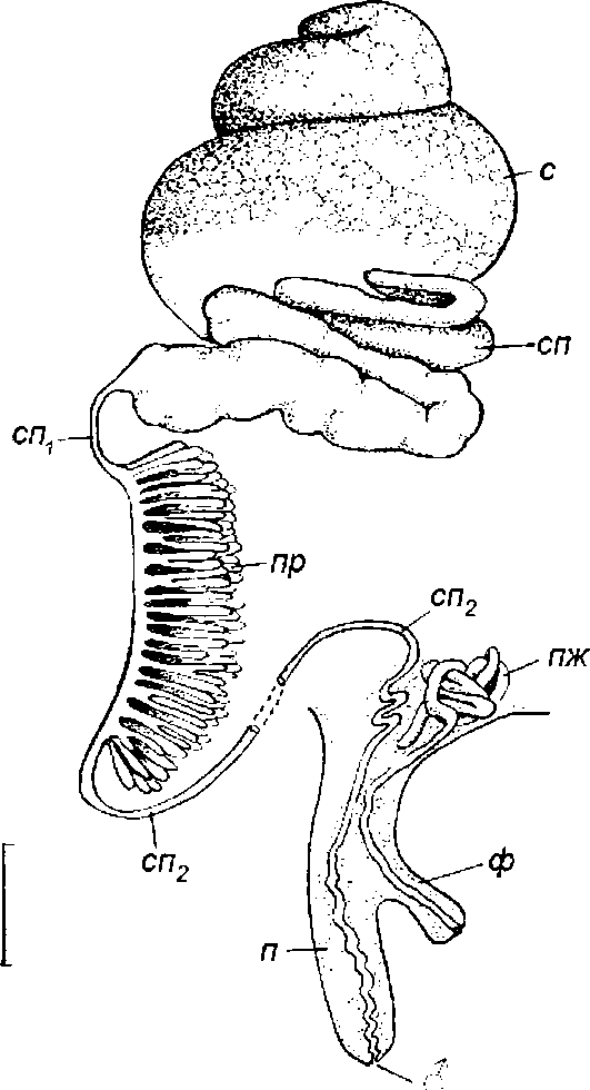 Bithynia tentaculata