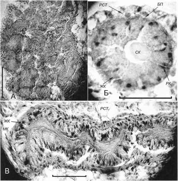 Bithynia tentaculata