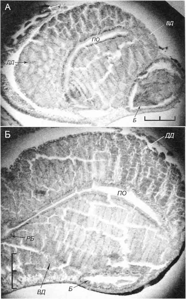Bithynia tentaculata