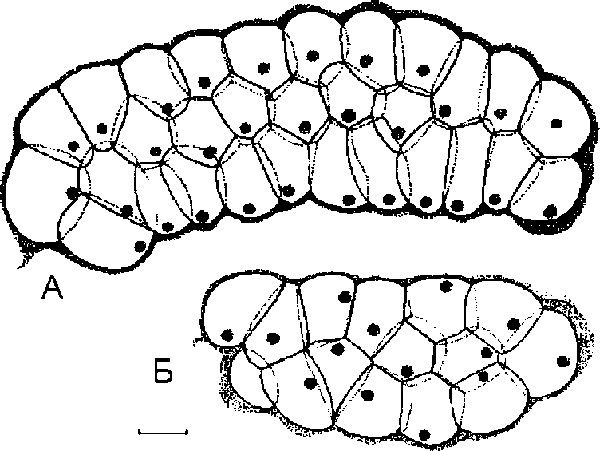Bithynia curta