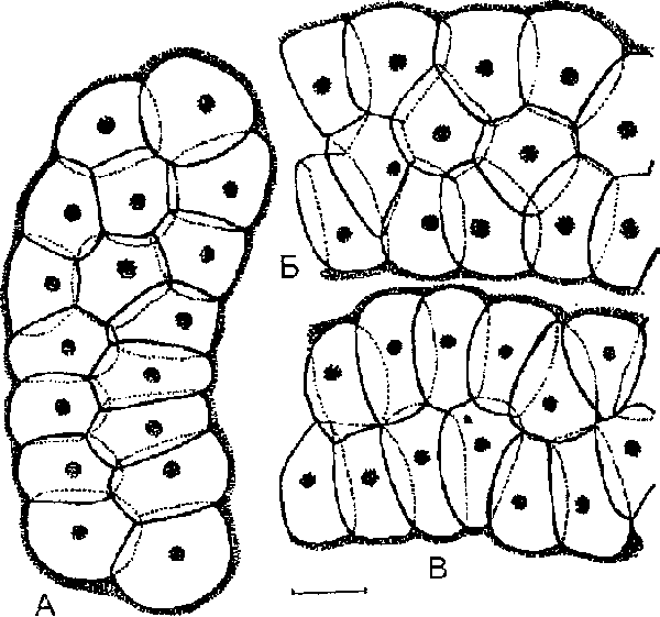 Blthyria decipiens