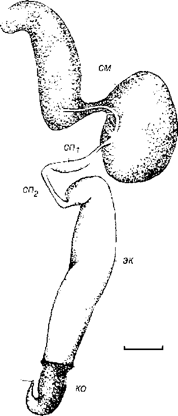 Contectiana listeri
