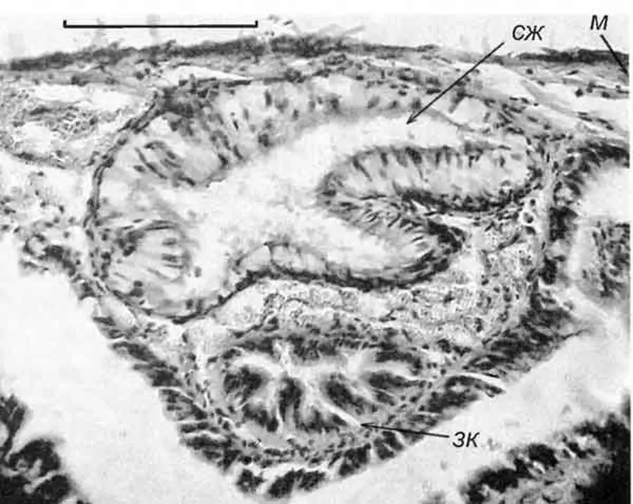 Theodoxus fluviatilis (Linnaeus) 