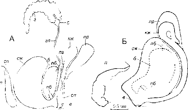 Cincinna macrostoma (Steenbuch) Cincinna macrostoma (Steenbuch)