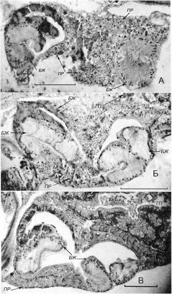 Cincinna macrostoma (Steenbuch) (D 6,1 мм, 26.07.2004): поперечные срезы через дистальный (А) и средний (Б, В) участки капсульной железы
