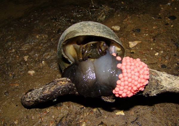 Морфология кладок яиц моллюсков семейства Valvatidae