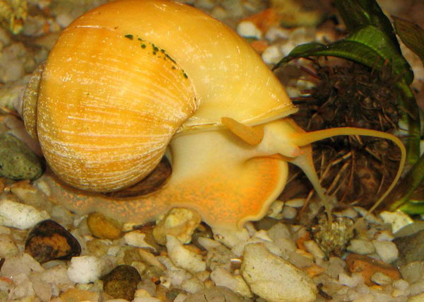 Яйцевые капсулы моллюсков семейства Valvatidae