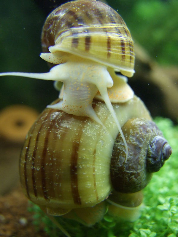 Синкапсулы Lymnaeidae, Physidae и Valvatidae