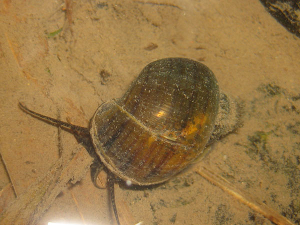 Определительная таблица кладок яиц семейства Planorbidae