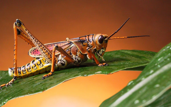 Эволюция наружного скелета и мускулатуры Atelocerata (Tracheata)