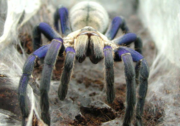 Мускулатура Atelocerata (Tracheata)