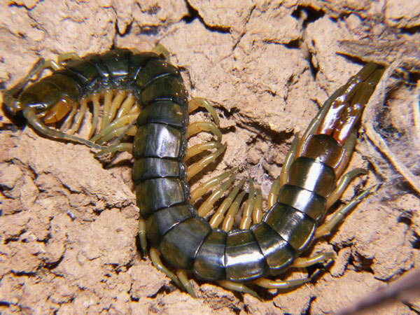Плейральный и стернальный скелет и мускулатура CHILOPODA EPIMORPHA