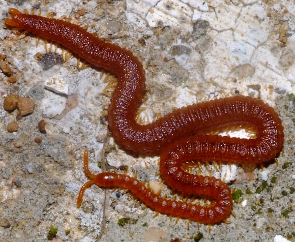 Строение стернального скелета Geophilomorpha
