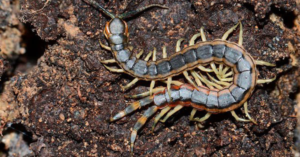 Мускулатура плейростернальной области Geophilomorpha