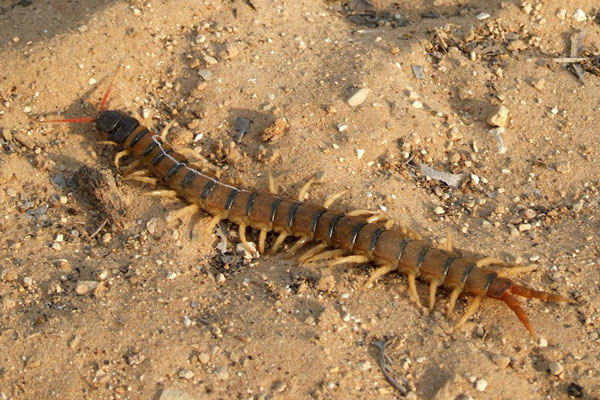 Щитки сегментов Geophilomorpha