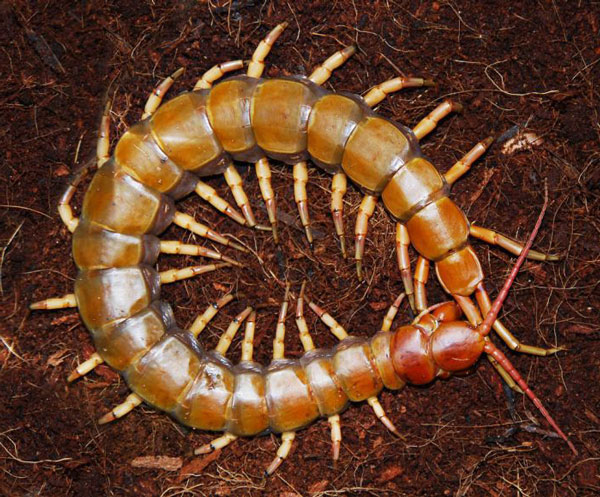 Особенность плейральной мускулатуры Geophilomorpha