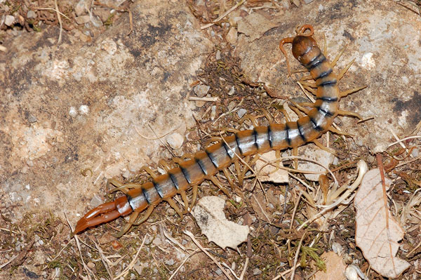 Сравнение плейростернального скелета Geophilomorpha и Scolopendromorpha